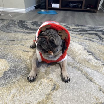 Perfect Pet Salon - Pet Groomers Near Me - Concord, California Perfect Pet Salon - Pet Groomers Near Me - Concord, California