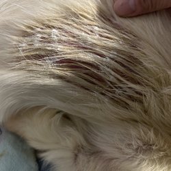 The Pet Resort At Greensprings - My poor baby is so sore and red. I have medicated powder for him to hopefully help.