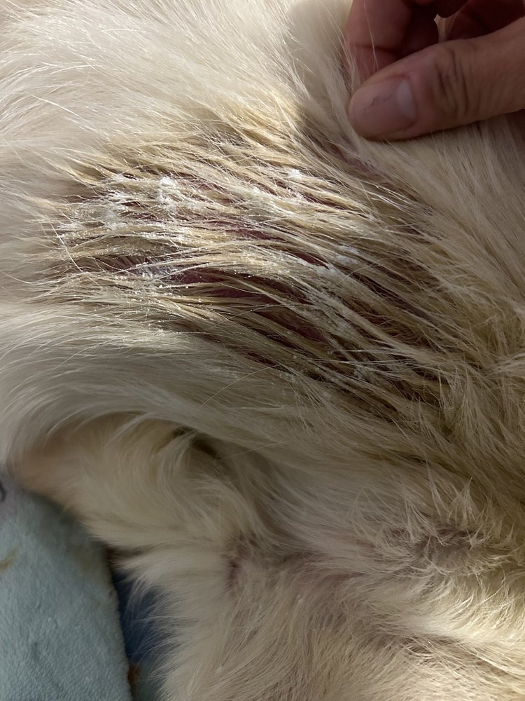 THE PET RESORT AT GREENSPRINGS Updated September 2024 24 Photos