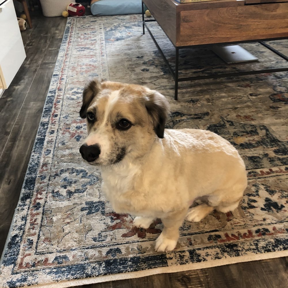 Dog Planet NY - After groom - Pet Boarding Near Me - Astoria, New York