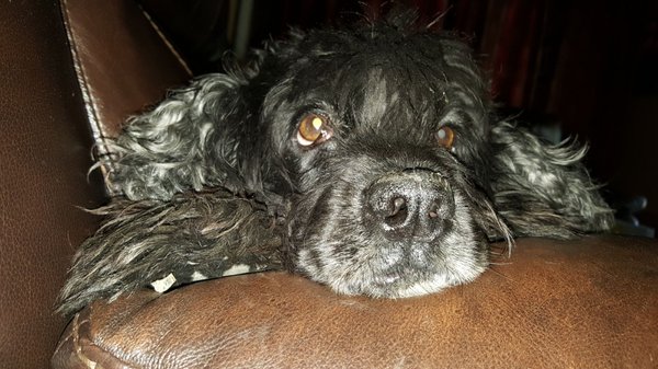 DESLY'S PET GROOMING by null