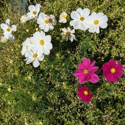 Cranmer Park - Flowers