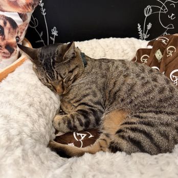 Nabi Cat Cafe - Themed Cafes Near Me - Santa Clara, California Nabi Cat Cafe - Themed Cafes Near Me - Santa Clara, California