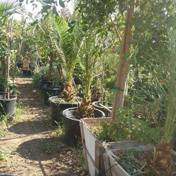 Nicolas Nursery - Muchas Plants por precios bajos - Flowers & Gifts Near Me - Moreno Valley, California Nicolas Nursery - Muchas Plants por precios bajos - Flowers & Gifts Near Me - Moreno Valley, California