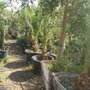 Photo of Nicolas Nursery