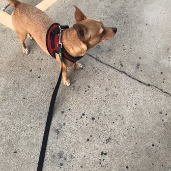 Yo Dog Walker - Dog Walkers Near Me