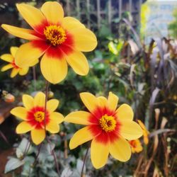 Sanger House Gardens