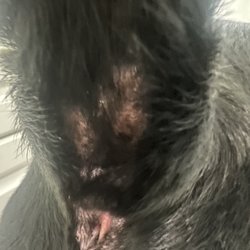 Halo House Animal Resorts - Skin rashes and infections