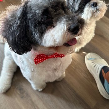 88 Pet Spa - Harlee - Pet Groomers Near Me - Reseda , California