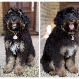 Before and After - Puppy Grooming with Robin