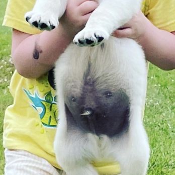 Belquest Conclusion Labrador Retrievers - Dog my son chose - Pet Breeders Near Me - Mount Airy, Maryland