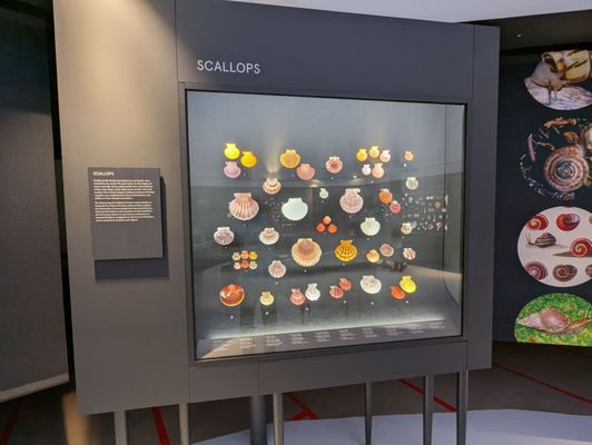 Bailey-Matthews National Shell Museum & Aquarium by null