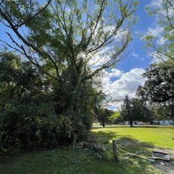 Leprechaun Tree