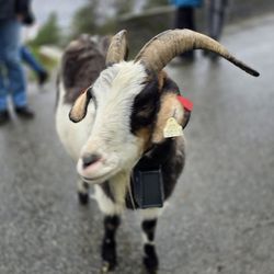 Fløyen utsiktspunkt - Ferdinand, the not-so-shy resident of Mt Floyen