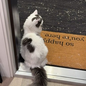 House Call Cat Grooming - Pet Groomers Near Me - Dorchester, Massachusetts