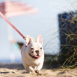 Dogs of Fun