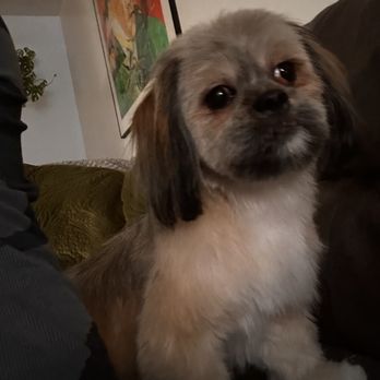 Frank's Perfect Paws - Pet Groomers Near Me