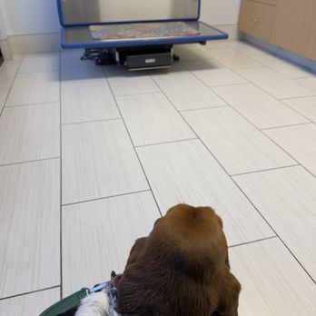 ARCHVET Emergency Hospital - At the vet - Veterinarians Near Me - San Jose, California