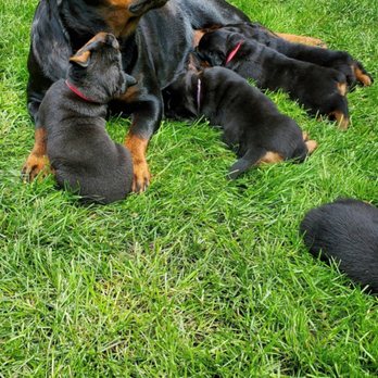 Ironclad Rottweiler - Pet Breeders Near Me Ironclad Rottweiler - Pet Breeders Near Me