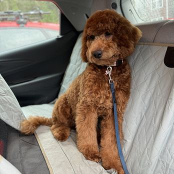 Barkzone- Bethany - BarkZone-Bethany Dog Grooming - Pet Groomers Near Me - Beaverton, Oregon Barkzone- Bethany - BarkZone-Bethany Dog Grooming - Pet Groomers Near Me - Beaverton, Oregon