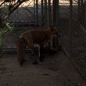 Wildlife Learning Center - Dahlilah the fox. - Zoos Near Me - Sylmar, California