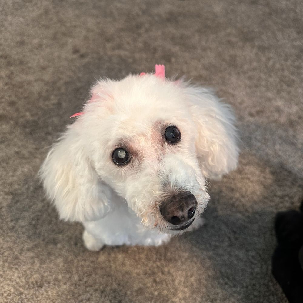 Lovely Pet Grooming - Stella - Pet Groomers Near Me - La Palma, California Lovely Pet Grooming - Stella - Pet Groomers Near Me - La Palma, California