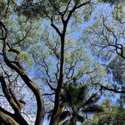 Hawaii Tropical Botanical Garden - Feathery canopy keeps you cool as you walk