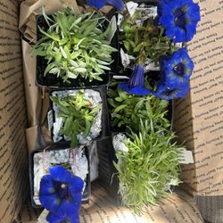 Edelweiss Perennials - Gentiana