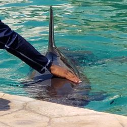 Dolphinaris