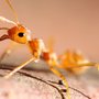 Photo of Killinger Pest Solutions