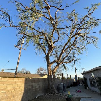 Tom DayTree Service - Pruning of elm tree - Tree Services Near Me - Upland, California Tom DayTree Service - Pruning of elm tree - Tree Services Near Me - Upland, California