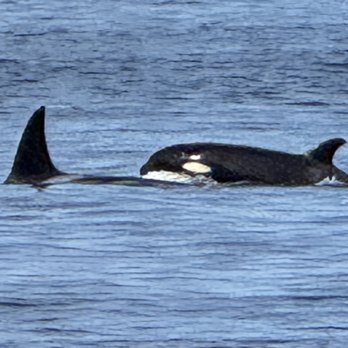 Puget Sound Express - Whale Watching Tours Near Me - Edmonds, Washington Puget Sound Express - Whale Watching Tours Near Me - Edmonds, Washington