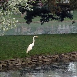 Forest Lawn