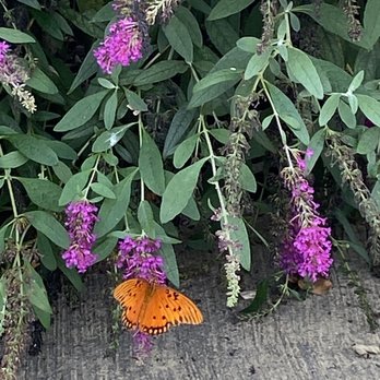 Willett Distillery - Pretty butterfly on the wall to the store - Distilleries Near Me - Bardstown, Kentucky Willett Distillery - Pretty butterfly on the wall to the store - Distilleries Near Me - Bardstown, Kentucky