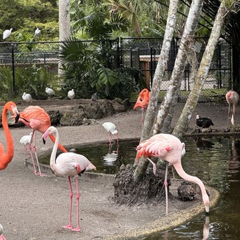 Flamingo Gardens - Botanical Gardens Near Me - Davie, Florida