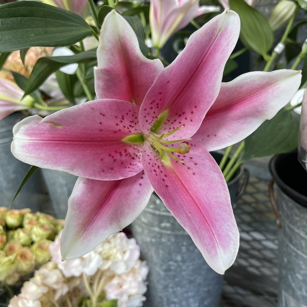 Metropolitan Market - Fresh Flowers - Grocery Near Me - Seattle, Washington