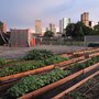Produce Denver