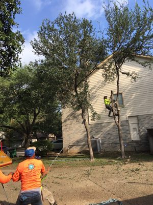 Tree Removal, Tree Trimming & Tree Services in San Antonio, TX and the Surrounding Areas - Our dedicated team is highly skilled at cutting down trees in tight spaces at both residential and commercial locations, ensuring the removal is completed safely and without damage to people or property.
Additionally, we offer tree trimming, a service that can often restore the beauty and health of any species of tree. To learn more about our nearby tree care company, please give our team of certified arborists a call. Tree Removal, Tree Trimming & Tree Services in San Antonio, TX and the Surrounding Areas - Our dedicated team is highly skilled at cutting down trees in tight spaces at both residential and commercial locations, ensuring the removal is completed safely and without damage to people or property.
Additionally, we offer tree trimming, a service that can often restore the beauty and health of any species of tree. To learn more about our nearby tree care company, please give our team of certified arborists a call.