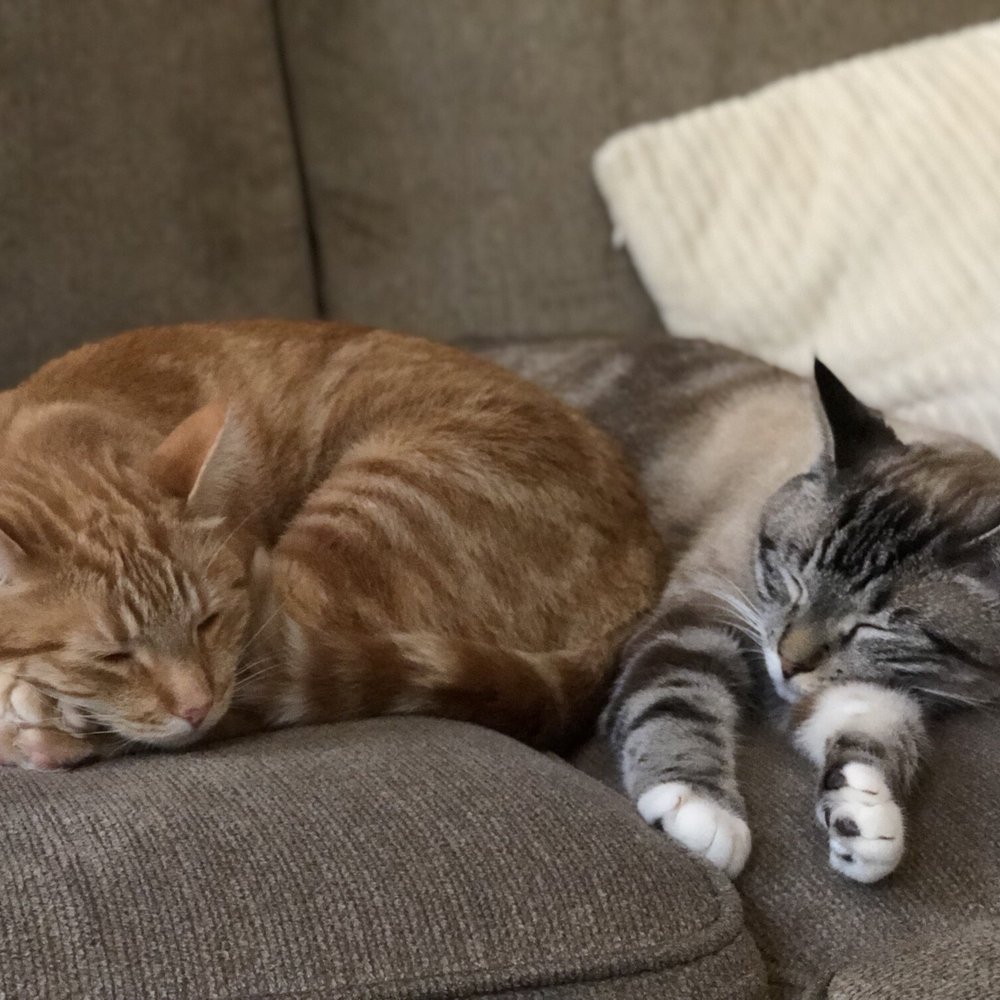 Cats Only Veterinary Hospital - Veterinarians Near Me - Rocklin, California Cats Only Veterinary Hospital - Veterinarians Near Me - Rocklin, California