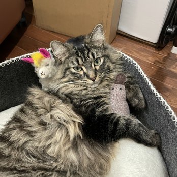 MedVet Chicago - Veterinarians Near Me - Chicago, Illinois
