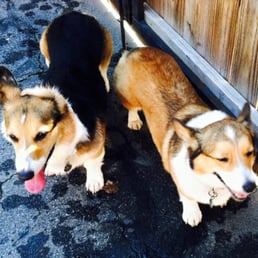 Happy corgies!