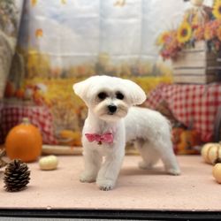 Lovely Dog Beauty Salon - Stitch with his new haircut