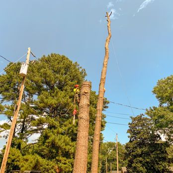 Hernandez Tree Services - Power Line Removal - Tree Services Near Me - Norcross, Georgia