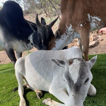 The Cuddle Corral - Animal Physical Therapy Near Me The Cuddle Corral - Animal Physical Therapy Near Me