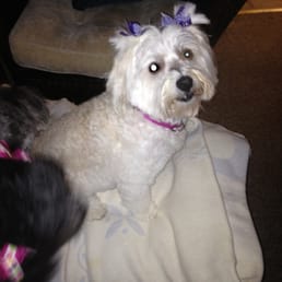 Maggie afterer getting the worst haircut at Kathy's... This place has gone to the dogs...DONT TIP UNTIL YOU SEE YOUR DOG!!!