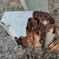 Lloyd Pest & Termite Control