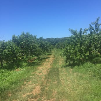 Davis Peach Farm - So green! - Fruits & Veggies Near Me - Wading River, New York Davis Peach Farm - So green! - Fruits & Veggies Near Me - Wading River, New York