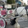 Nottingham Shire & Carriage For Hire