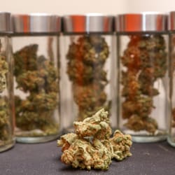 Denver Recreational - Frosted Cannabis!