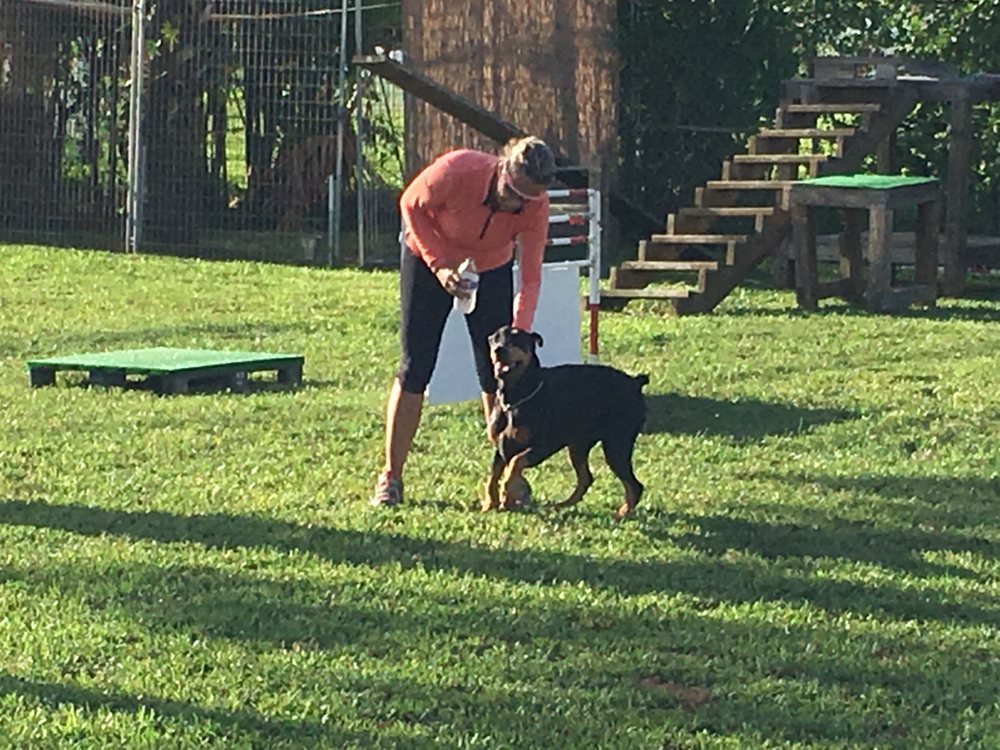 The Dog Training Clinic Image